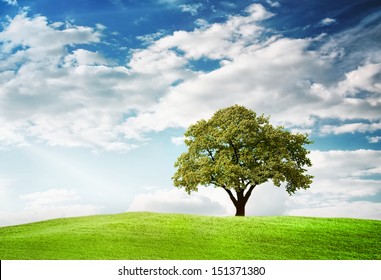 39,383 Lone oak tree Images, Stock Photos & Vectors | Shutterstock