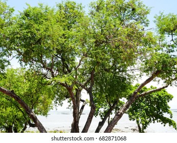 Green tree