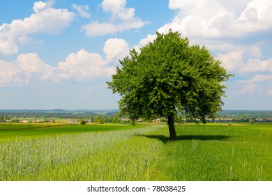 Row Five Tall Trees Beside Country Stock Photo (Edit Now) 218027272