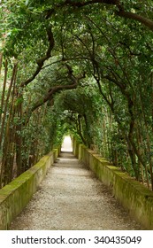 Green Tree Alley In Boboli Gardens, Florence, Italy