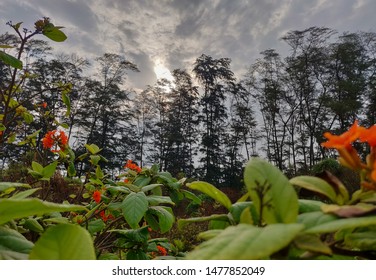 Green Tree Blocking Sun And Orangish Red  Flowers In Front