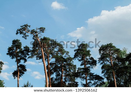 Similar – Baum hinter einem Sonnensegel