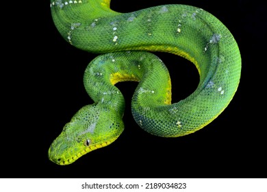 Green Tree Boa (Corallus Caninus)