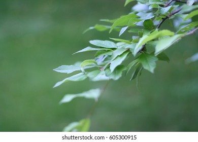 Green Tree Branch