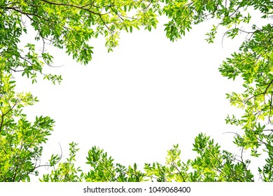 Green Tree Branch Border Isolated On A White Background 