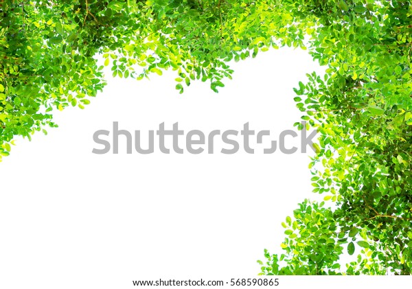 Green tree branch border isolated on a white background