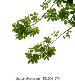 Tree Branch Images, Stock Photos & Vectors | Shutterstock