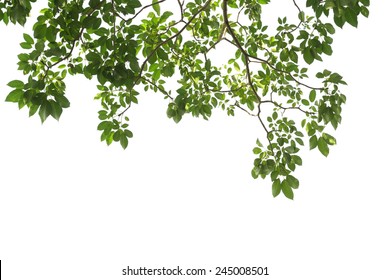 green tree branch isolated - Shutterstock ID 245008501