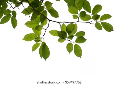 Green Tree Branch Isolated