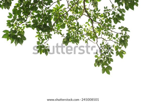 Green Tree Branch Isolated Stock Photo (Edit Now) 245008501