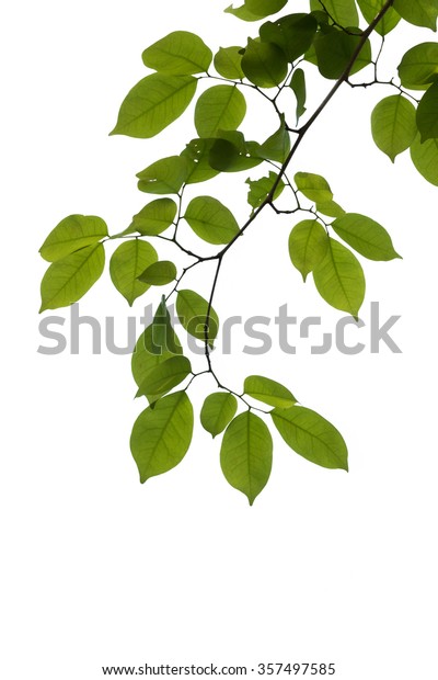 Green Tree Branch Isolated Stock Photo (Edit Now) 357497585