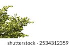 Green tree branch isolated on white background. green leaf tree branch isolated on white background. Corner tree isolated on white background. Green leaves for corner isolated on white background.
