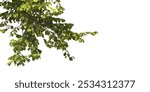 Green tree branch isolated on white background. green leaf tree branch isolated on white background. Corner tree isolated on white background. Green leaves for corner isolated on white background.
