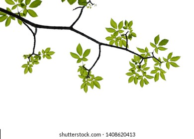 Green Tree Branch Isolated On White Background