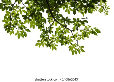 green tree branch isolated on white background - Shutterstock ID 1408620434