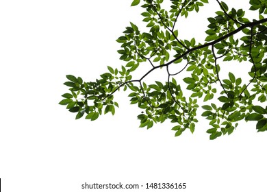 Green Tree Branch Isolated On White Background