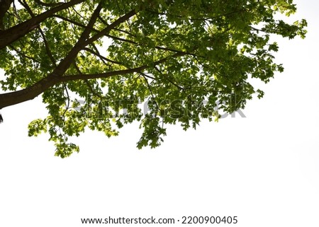 Green tree branch isolated on white background. green leaf tree branch isolated on white background. Corner tree isolated on white background.