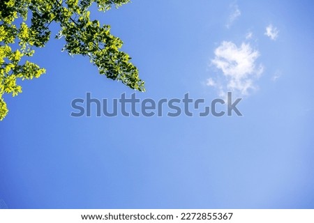 
Green tree branch on sunny day on blue sky background with white cloud