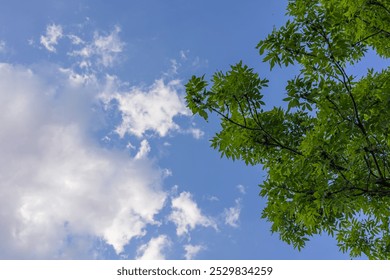 Green tree branches with bright leaves against a clear blue sky with clouds on a sunny day. Concept of nature, growth and peaceful outdoor environment - Powered by Shutterstock