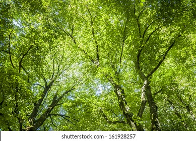 Green tree canopy background.