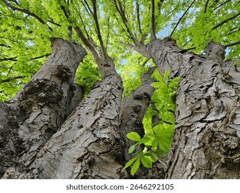 Green Tree Canopy with Sunlight and Blue Sky