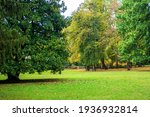 Green tree in a clearing of green grass