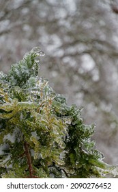 Green Tree Coated And Weighed Down With Freezing Rain.