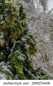 Green Tree Coated And Weighed Down With Freezing Rain.