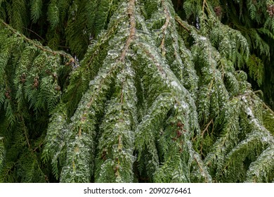 Green Tree Coated And Weighed Down With Freezing Rain.