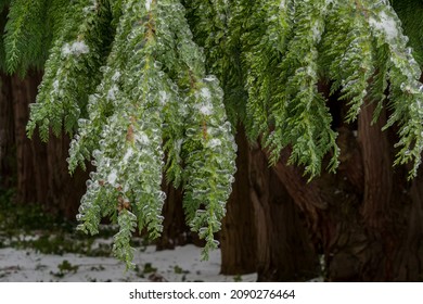 Green Tree Coated And Weighed Down With Freezing Rain.