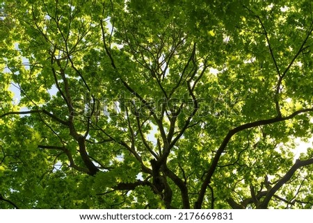 Green tree crown background. Tree in the summer sunny forest. Nature, growth, life.