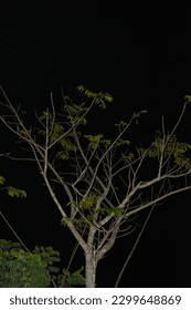 Green Tree In The Dark