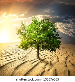 Green Tree In The Desert At Sunset