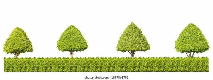 green tree fence Isolated on white background