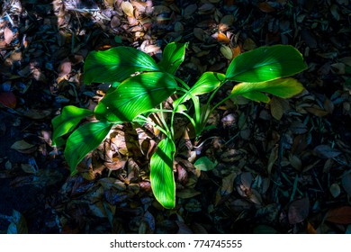 Green tree in the forest.