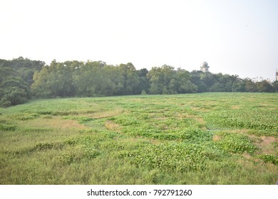 Green Tree Forest
