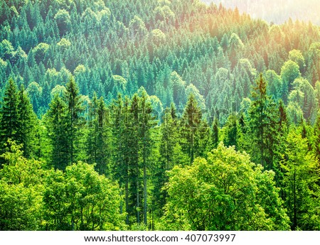 Green tree forest background, beautiful bird eye view on fresh pines in the morning sun light, Europe, Germany, Alpine mountains