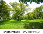 Green tree forest in city public park with green meadow grass nature landscape