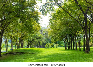 Green tree forest in city public park with green meadow grass nature landscape
