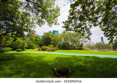 Green Tree Forest In City Public Park With Green Meadow Grass Nature Landscape