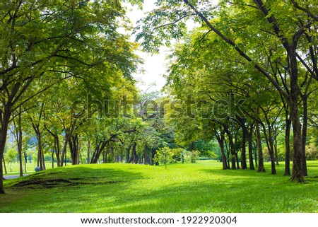 Green tree forest in city public park with green meadow grass nature landscape