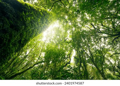 Green tree forest with sunlight through green leaves. Natural carbon capture and carbon credit concept. Sustainable forest management. Trees absorb carbon dioxide. Natural carbon sink. Environment day