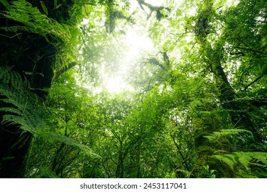 Green tree forest with sunlight through green leaves. Natural carbon capture and carbon credit concept. Sustainable forest management. Trees absorb carbon dioxide. Natural carbon sink. Environment day
