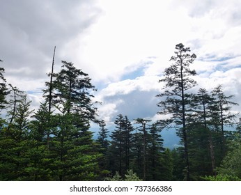 Green tree in the forest under cloudy sky