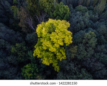 green tree, forest view from drone
