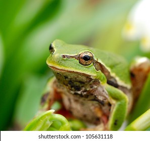 Green Tree Frog