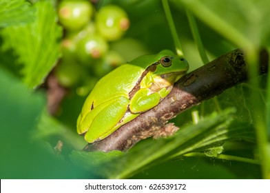 Green Tree Frog