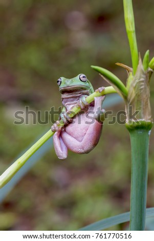 Green Tree Frog