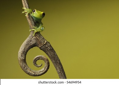 Green Tree Frog Amphibian Treefrog Tropical Amazon Rainforest Branch Copy Space Background Twig With Curled Spine Beautiful Night Animal Of Amazon Rain Forest Exotic Jungle Species Nocturnal