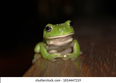 Blackeyed Monkey Frog Phyllomedusa Camba Manu Stock Photo (Edit Now ...